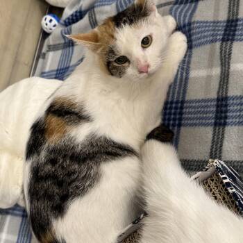 Rescue Domestic Short Hair Cats for Adoption in Gerrardstown, West Virginia - De Booty | PetCurious