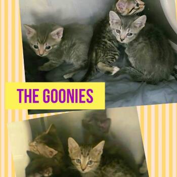 Data -  Domestic Short Hair Cat for Adoption in Wheeling, Illinois - Data | PetCurious