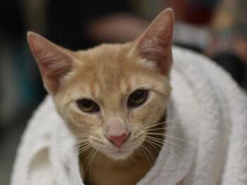 Pawn -  Domestic Short Hair Cat for Adoption in Portland, Oregon - Pawn | PetCurious