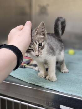 Thumbelina -  Domestic Short Hair Cat for Adoption in Westland, Michigan - Thumbelina | PetCurious