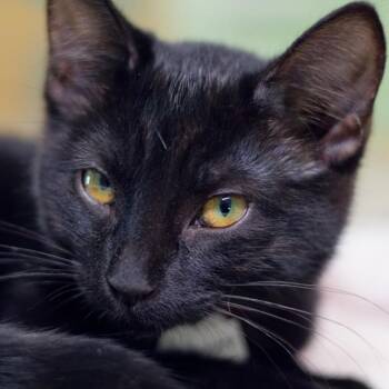 Cuttlefish -  Domestic Short Hair Cat for Adoption in Hot Springs, Arkansas - Cuttlefish | PetCurious