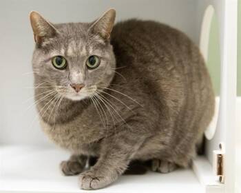 LACEY -  Domestic Short Hair Cat for Adoption in Leesburg, Virginia - LACEY | PetCurious