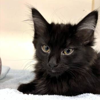 Domestic Long Hair Cats Available for Adoption - Aang | PetCurious