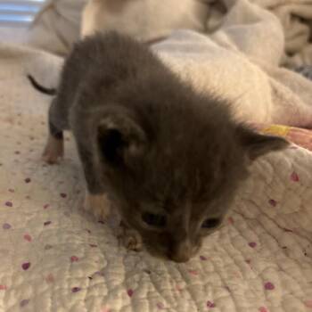 Paros -  Domestic Short Hair Cat for Adoption in Jefferson City, Tennessee - Paros | PetCurious