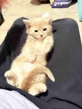 Doolittle - snuggly adorable little buff baby boy -  Domestic Short Hair Cat for Adoption in Neenah, Wisconsin - Doolittle - Snuggly Adorable Little Buff Baby Boy | PetCurious