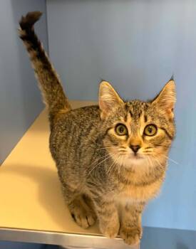 Honey -  Domestic Short Hair Cat for Adoption in Lincoln, Michigan - Honey | PetCurious