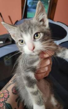 Domestic Long Hair Cats Available for Adoption in Hagaman, New York - Alfred | PetCurious