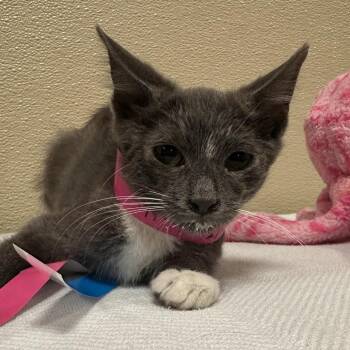 Emily Elizabeth -  Domestic Short Hair Cat for Adoption in Goleta, California - Emily Elizabeth | PetCurious