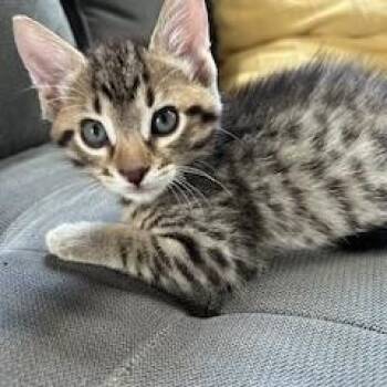 Rescue Domestic Short Hair Cats for Adoption in Duluth, Georgia - Slash | PetCurious