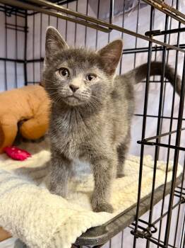 Domestic Short Hair Cats Available for Adoption in Cincinnati, Ohio - Snowglobe | PetCurious