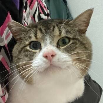 Rescue Domestic Short Hair Cats for Adoption in Eugene, Oregon - Bogart | PetCurious
