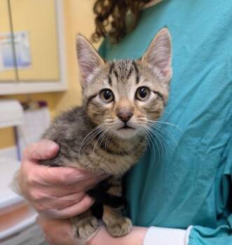 Domestic Short Hair Cats Available for Adoption in Sechelt, British Columbia - Zola | PetCurious