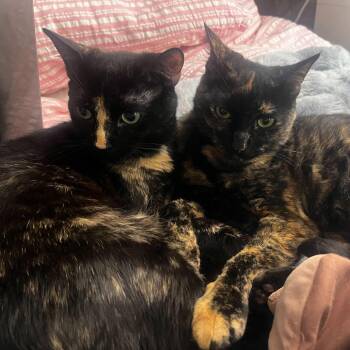 Octane & Rione -  Domestic Short Hair Cat Available for Adoption in Waltham, Massachusetts - Octane & Rione | PetCurious