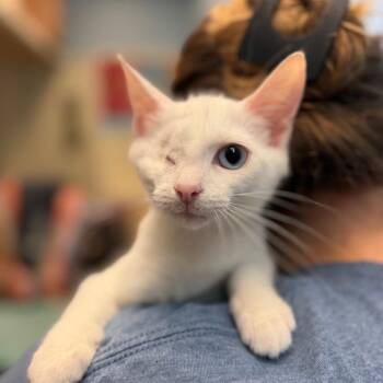 Lena -  Domestic Short Hair Cat for Adoption in Chattanooga, Tennessee - Lena | PetCurious