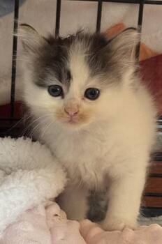 Cannellini -  Domestic Short Hair Cat for Adoption in Saint Clairsville, Ohio - Cannellini | PetCurious
