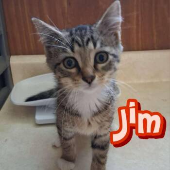 Jim -  Domestic Short Hair Cat for Adoption in Hillsboro, Ohio - Jim | PetCurious