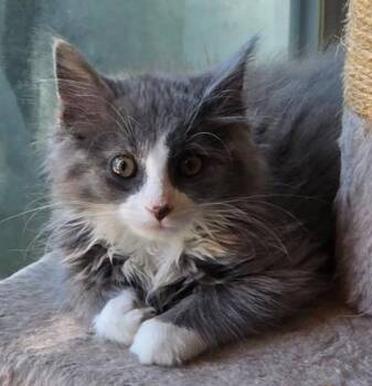 Fritz -  Domestic Long Hair Cat for Adoption in Kansas City, Missouri - Fritz | PetCurious
