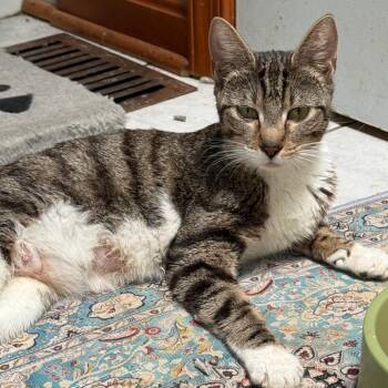 Domestic Short Hair Cats Available for Adoption in Silver Spring, Maryland - Mama Mae | PetCurious