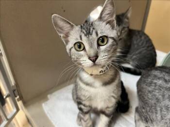 FIONA -  Domestic Short Hair Cat for Adoption in Santa Fe, New Mexico - FIONA | PetCurious