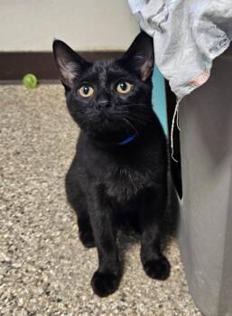 Wilbur -  Domestic Short Hair Cat for Adoption in Fremont, Ohio - Wilbur | PetCurious
