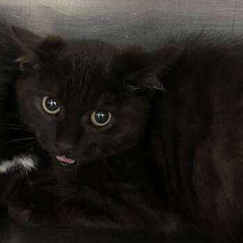 Rescue Domestic Short Hair Cats for Adoption in Grand Rapids, Michigan - Hedgewood - Chow Hound Knapp's Corner | PetCurious