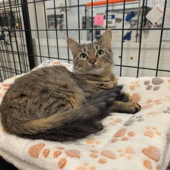 Anastasia -  Domestic Short Hair Cat for Adoption in Columbus, Ohio - Anastasia | PetCurious