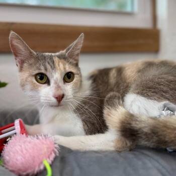 Domestic Short Hair and Dilute Calico Cats Available for Adoption - Holly Hobby | PetCurious