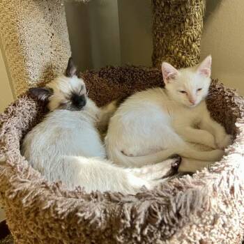 Cricket -  Domestic Short Hair Cat for Adoption in Des Moines, Iowa - Cricket | PetCurious