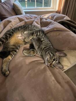 Twinkle -  Domestic Short Hair Cat for Adoption in Champaign, Illinois - Twinkle | PetCurious