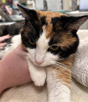Tamia -  Domestic Short Hair Cat for Adoption in Fishers, Indiana - Tamia | PetCurious