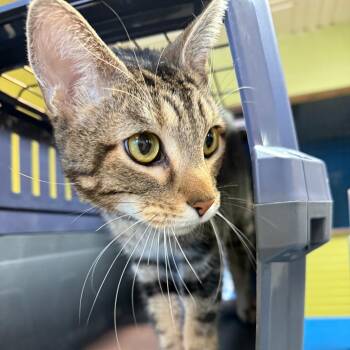 Stallone -  Domestic Short Hair Cat for Adoption in Bloomington, Illinois - Stallone | PetCurious