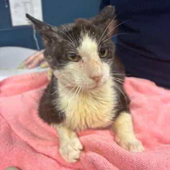 Lucipurr -  Domestic Short Hair Cat for Adoption in Newark, New Jersey - Lucipurr | PetCurious