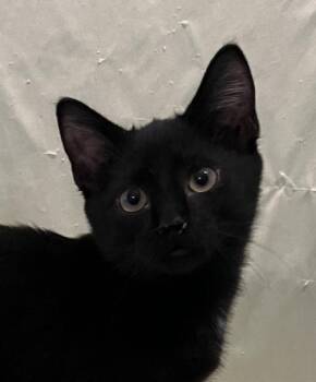 Lars -  Domestic Short Hair Cat for Adoption in Connelly Springs, North Carolina - Lars | PetCurious