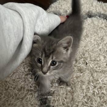 Meowth -  Domestic Short Hair Cat for Adoption in Lynchburg, Virginia - Meowth | PetCurious