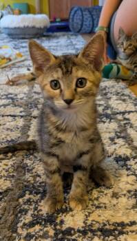 Muffin -  Domestic Short Hair Cat for Adoption in Aurora, Colorado - Muffin | PetCurious