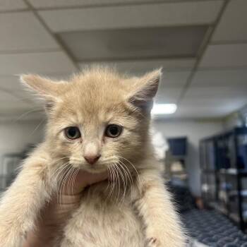 Wildcard-C -  Domestic Medium Hair Cat for Adoption in East St. Louis, Illinois - Wildcard-C | PetCurious