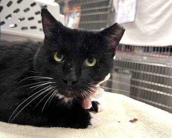 Rescue Domestic Medium Hair Cats for Adoption in Raleigh, North Carolina - BENTLEY | PetCurious