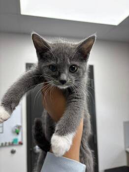 American Shorthair Cats Available for Adoption in Van Wert, Ohio - Jacosta | PetCurious