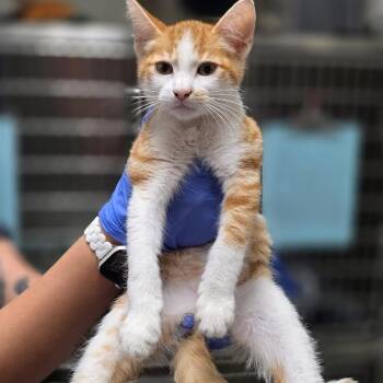 Simon (631.26) -  Domestic Short Hair Cat for Adoption in Kerrville, Texas - Simon (631.26) | PetCurious