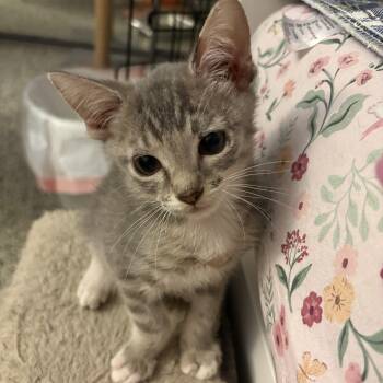 Charlie -  Domestic Short Hair Cat for Adoption in Treasure Island, Florida - Charlie | PetCurious