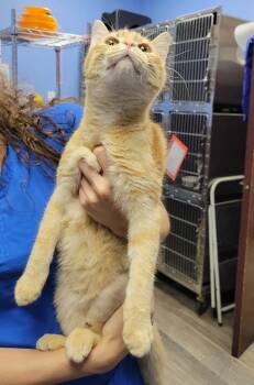 Sunny -  Domestic Short Hair Cat for Adoption in Fort Worth, Texas - Sunny | PetCurious