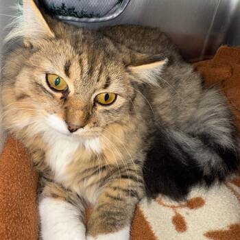 Rescue Domestic Medium Hair Cats for Adoption in Cedaredge, Colorado - Honey | PetCurious