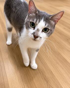 Momma Pearl -  Domestic Short Hair Cat for Adoption in Rio Linda, California - Momma Pearl | PetCurious