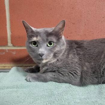 Domestic Short Hair Cats Available for Adoption in Cabot, Arkansas - Rey | PetCurious