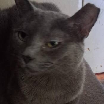 Chenelle -  Russian Blue and Domestic Short Hair Cat for Adoption in Liverpool, Texas - Chenelle | PetCurious