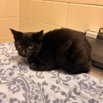 Johanna -  Domestic Short Hair Cat for Adoption in Bristol, Indiana - Johanna | PetCurious