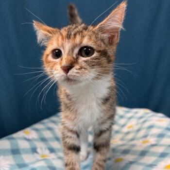 Presley -  Tabby Cat for Adoption in Columbia, South Carolina - Presley | PetCurious