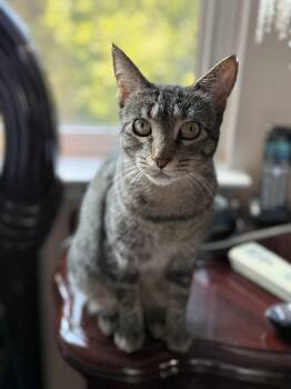 Rescue Domestic Short Hair Cats for Adoption - Coraline | PetCurious