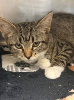 PATRICE -  Domestic Short Hair Cat for Adoption in Hagerstown, Maryland - PATRICE | PetCurious