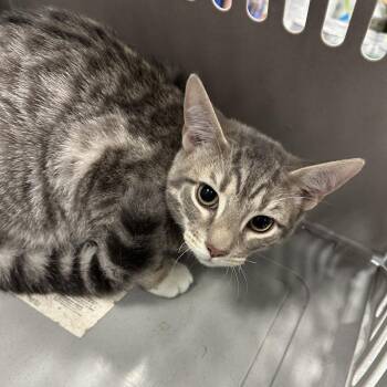 Casper -  Domestic Short Hair Cat for Adoption in Greensboro, North Carolina - Casper | PetCurious